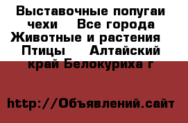 Выставочные попугаи чехи  - Все города Животные и растения » Птицы   . Алтайский край,Белокуриха г.